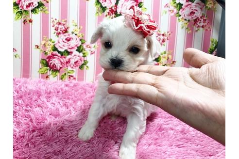 成約済の秋田県のマルプー:マルチーズ×トイプードル-87121の5枚目