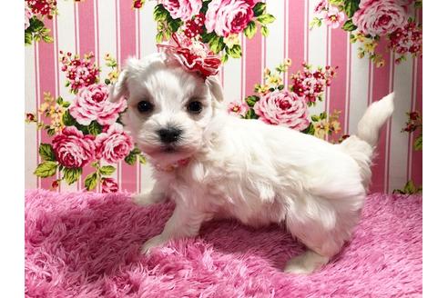 成約済の秋田県のマルプー:マルチーズ×トイプードル-87121の4枚目