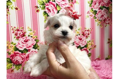 成約済の秋田県のマルプー:マルチーズ×トイプードル-87121の3枚目