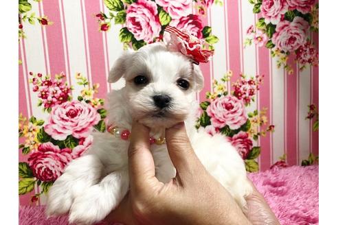 成約済の秋田県のマルプー:マルチーズ×トイプードル-87121の2枚目