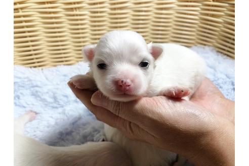 成約済の秋田県のポメチワ:ポメラニアン×チワワ-88011の5枚目