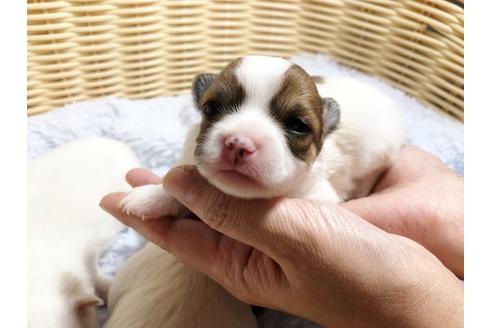 成約済の秋田県のポメチワ:ポメラニアン×チワワ-88012の6枚目