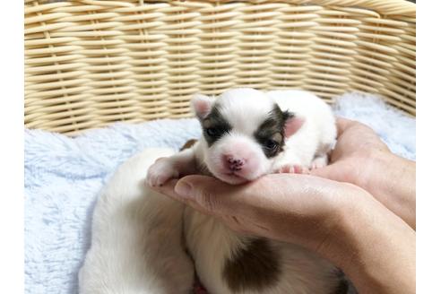 成約済の秋田県のポメチワ:ポメラニアン×チワワ-88013の5枚目