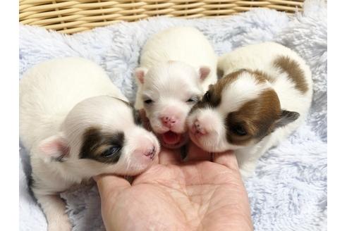 成約済の秋田県のポメチワ:ポメラニアン×チワワ-88013の4枚目