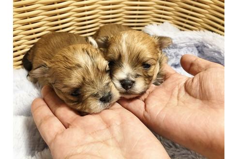 成約済の秋田県のミックス犬-87125