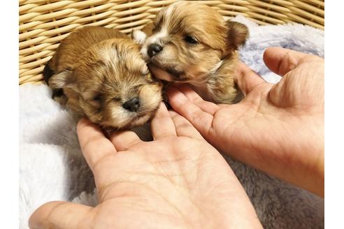 成約済の秋田県のミックス犬-87125の2枚目