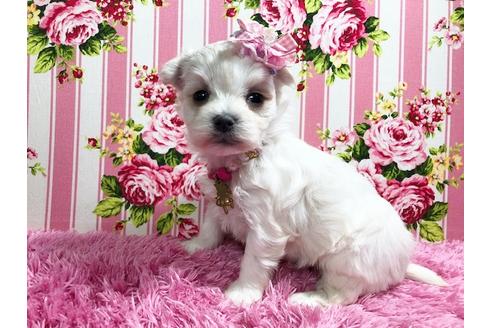 成約済の秋田県のマルプー:マルチーズ×トイプードル-87120の1枚目