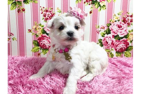 成約済の秋田県のマルプー:マルチーズ×トイプードル-87120の6枚目