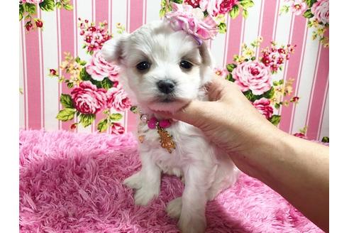 成約済の秋田県のマルプー:マルチーズ×トイプードル-87120の5枚目