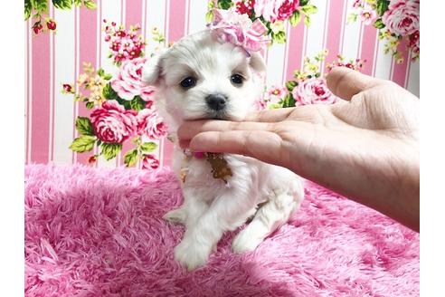 成約済の秋田県のマルプー:マルチーズ×トイプードル-87120の4枚目