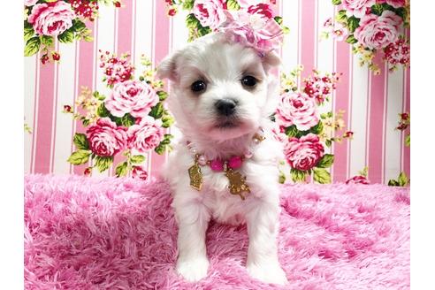 成約済の秋田県のマルプー:マルチーズ×トイプードル-87120の3枚目