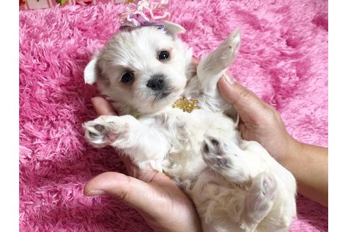 成約済の秋田県のマルプー:マルチーズ×トイプードル-87120の2枚目