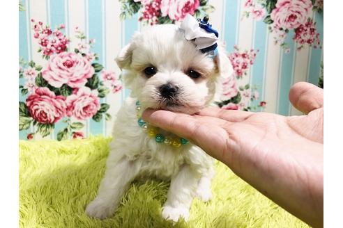 成約済の秋田県のマルプー:マルチーズ×トイプードル-87123