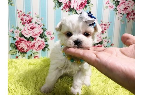 成約済の秋田県のマルプー:マルチーズ×トイプードル-87123の5枚目