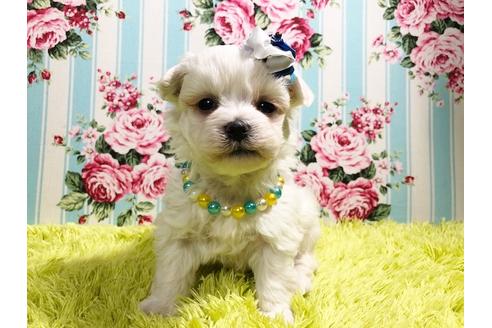 成約済の秋田県のマルプー:マルチーズ×トイプードル-87123の4枚目