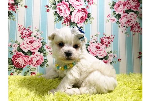 成約済の秋田県のマルプー:マルチーズ×トイプードル-87123の3枚目