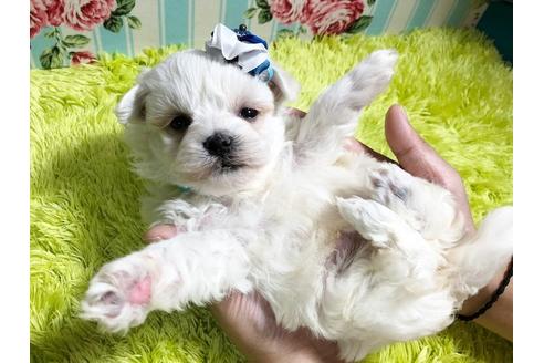 成約済の秋田県のマルプー:マルチーズ×トイプードル-87123の2枚目