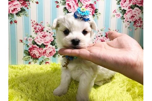 成約済の秋田県のマルプー:マルチーズ×トイプードル-87122