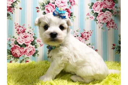 成約済の秋田県のマルプー:マルチーズ×トイプードル-87122の4枚目