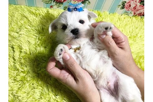 成約済の秋田県のマルプー:マルチーズ×トイプードル-87122の2枚目