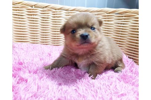 成約済の秋田県のミックス犬-87130の11枚目