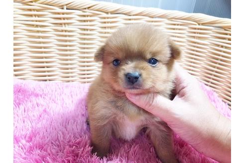 成約済の秋田県のミックス犬-87130の10枚目