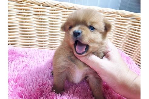 成約済の秋田県のミックス犬-87130の9枚目