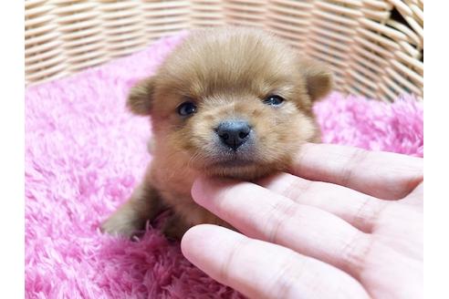 成約済の秋田県のミックス犬-87130の8枚目