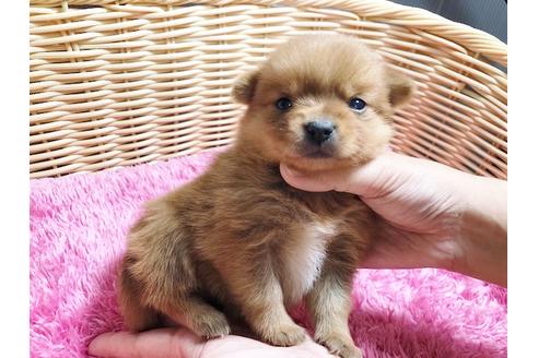 成約済の秋田県のミックス犬-87130の7枚目