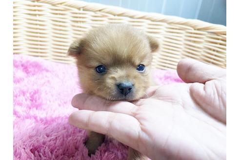 成約済の秋田県のミックス犬-87130の6枚目