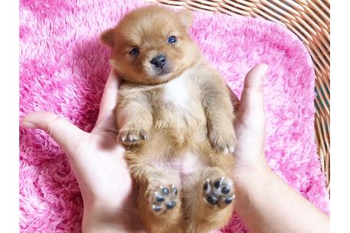 成約済の秋田県のミックス犬-87130の5枚目