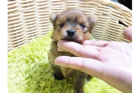 成約済の秋田県のミックス犬-87129の1枚目
