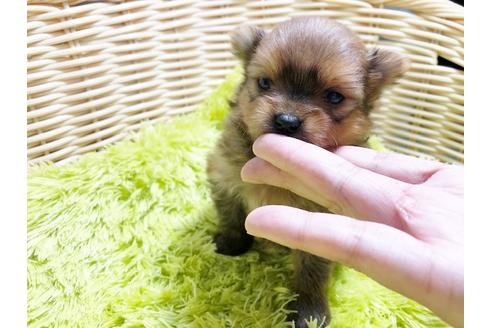 成約済の秋田県のミックス犬-87129の5枚目