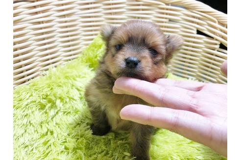 成約済の秋田県のミックス犬-87129の4枚目