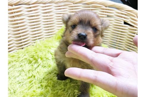 成約済の秋田県のミックス犬-87129の3枚目