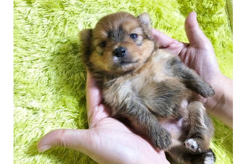 成約済の秋田県のミックス犬-87129の2枚目