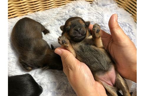 成約済の秋田県のミックス犬-88015の1枚目