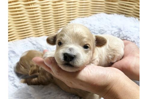 成約済の秋田県のマルプー:マルチーズ×トイプードル-88025の13枚目