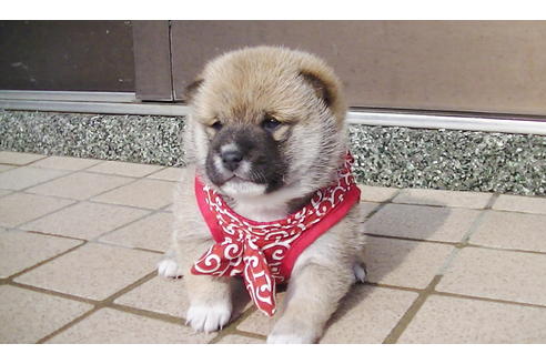 成約済の福岡県の豆柴-86774の8枚目