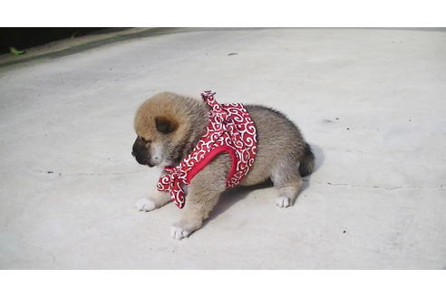 成約済の福岡県の豆柴-86774の7枚目