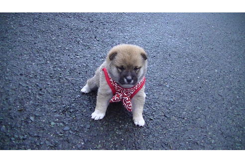 成約済の福岡県の豆柴-86774の6枚目