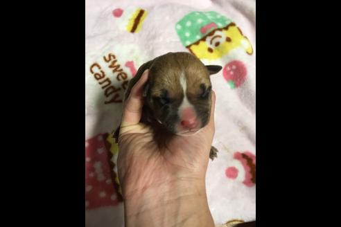 成約済の佐賀県のアメリカンピットブルテリア-88032の29枚目
