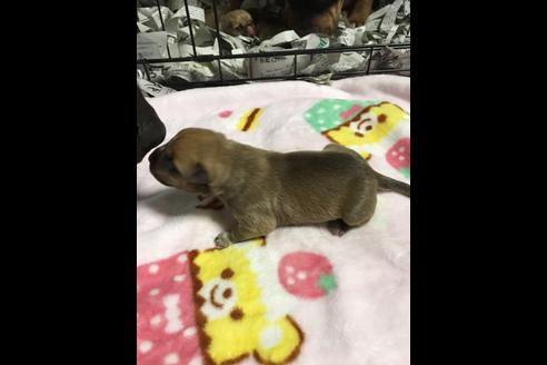 成約済の佐賀県のアメリカンピットブルテリア-88032の28枚目