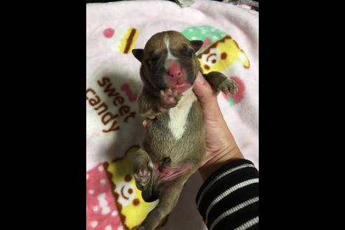 成約済の佐賀県のアメリカンピットブルテリア-88032の27枚目