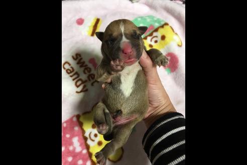 成約済の佐賀県のアメリカンピットブルテリア-88032の21枚目