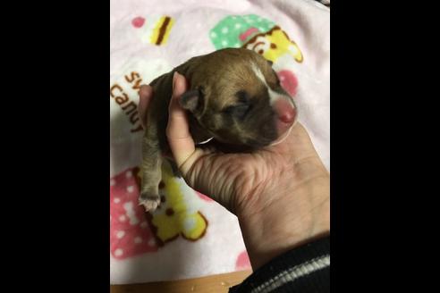 成約済の佐賀県のアメリカンピットブルテリア-88032の19枚目