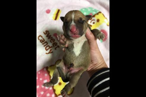 成約済の佐賀県のアメリカンピットブルテリア-88032の18枚目