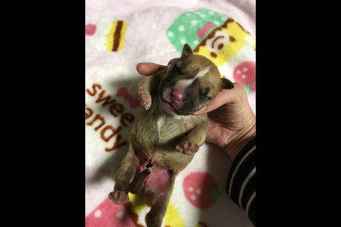 成約済の佐賀県のアメリカンピットブルテリア-88034の26枚目