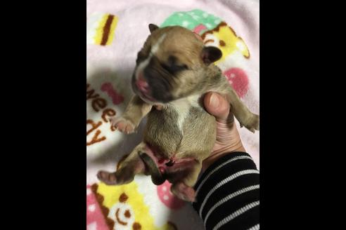 成約済の佐賀県のアメリカンピットブルテリア-88034の25枚目