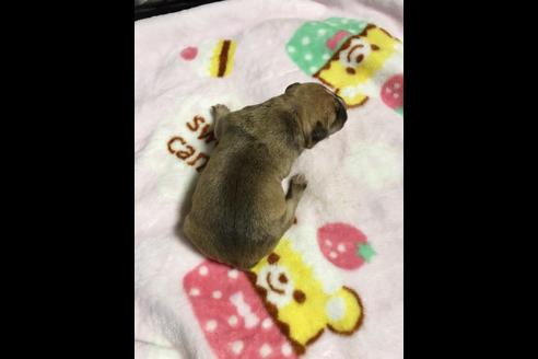 成約済の佐賀県のアメリカンピットブルテリア-88034の21枚目